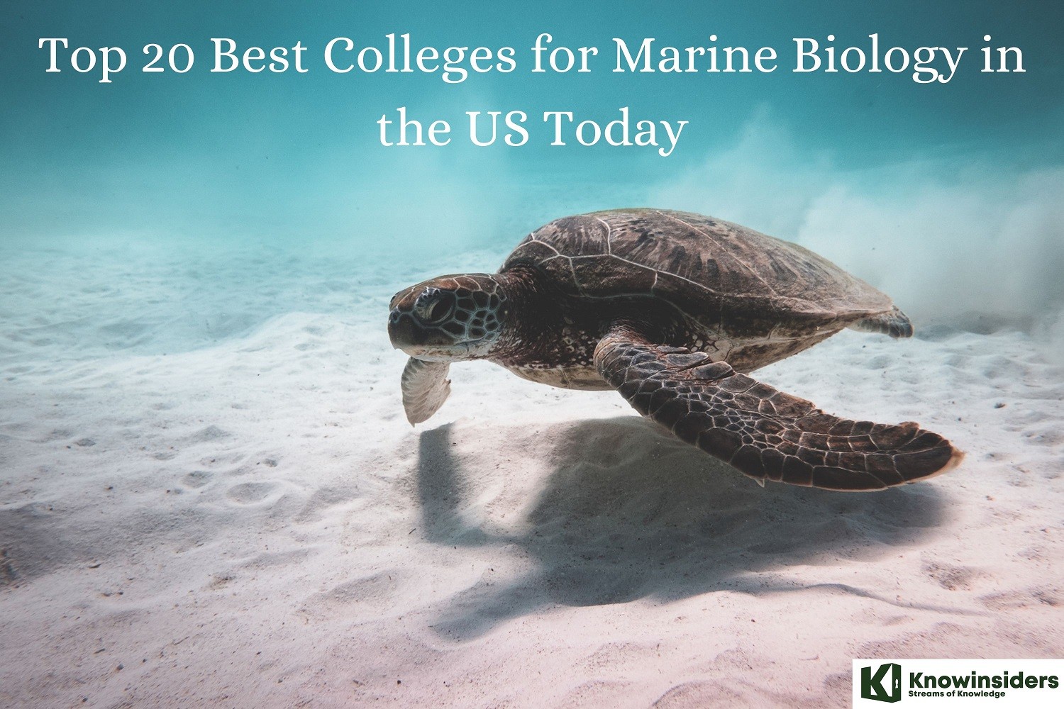 Top 20 Most Prestigious Colleges for Marine Biology in the US 2023/2024