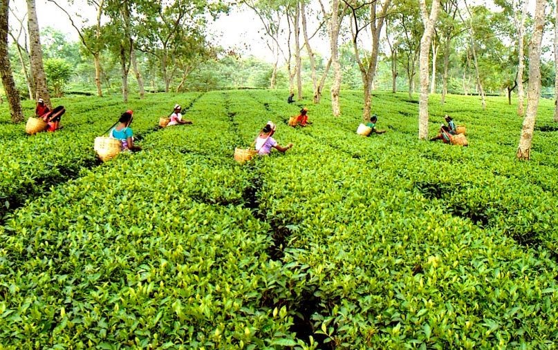 Top 10+ Biggest Tea Producing Countries In The World