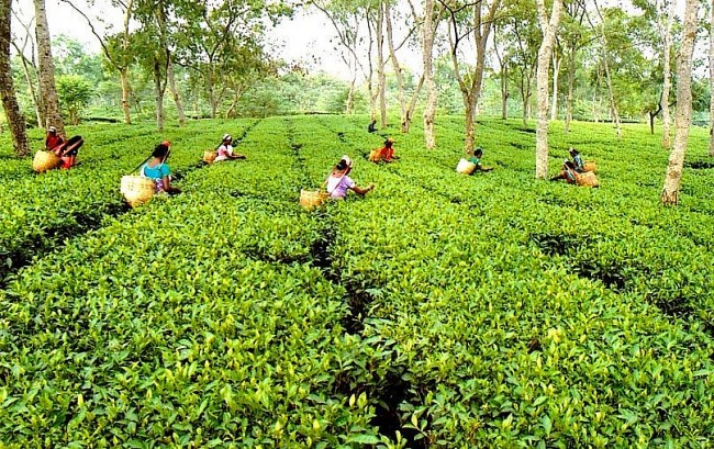 these 12 countries with the biggest tea production of the world