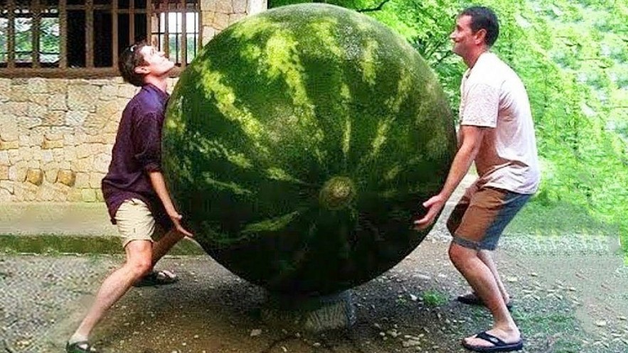Top 9 Biggest Fruits You've Never Seen In The World