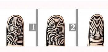 What Does the Shape of Fingerprint Reveal About Your Personality?