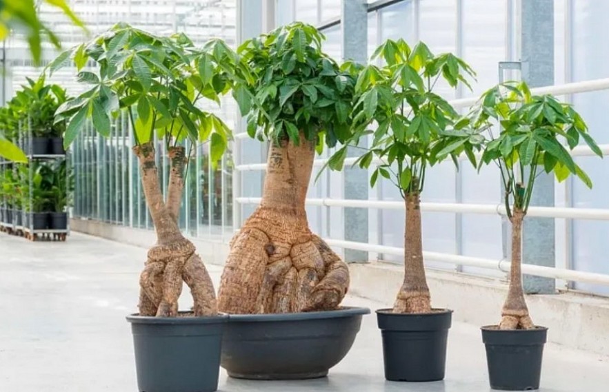 Top 10 Luckiest Plants for Desks, According to Eastern Feng Shui