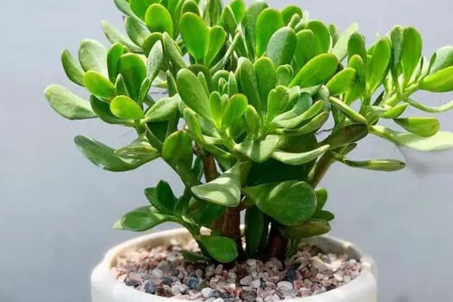 Top 12 Ornamental Plants to Attract Wealth/Luck in 2024 by Eastern Feng Shui