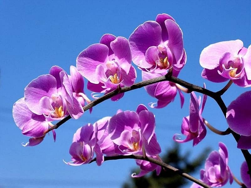Top 12 Ornamental Plants to Attract Wealth/Luck in 2024 by Eastern Feng Shui