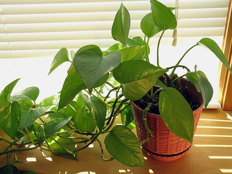 Top 10 Luckiest Plants for Desks, According to Eastern Feng Shui