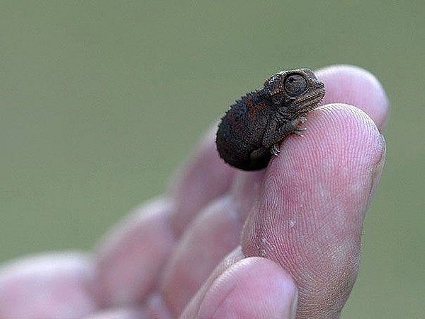 Top Smallest And Strangest Animals in Our Planet