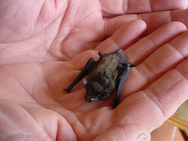Kitti Pig-nosed Bat