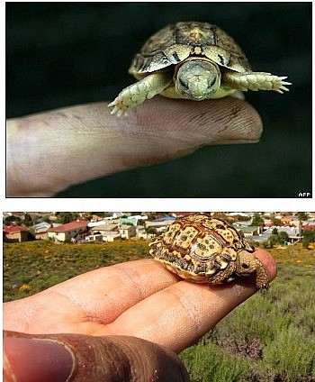 Top Smallest And Strangest Animals in Our Planet