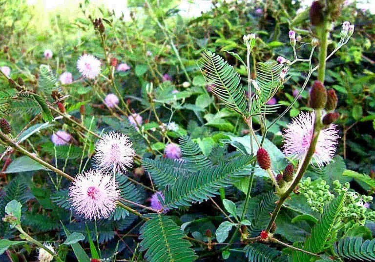 Mimosa Pudica Plant (Shame Tree) Prevents Cancer 