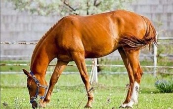 Why Do Horses Stand All Day, Never Lying Down Even While Sleeping?