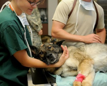 Top 7 Most Famous Vet Hospitals In Europe