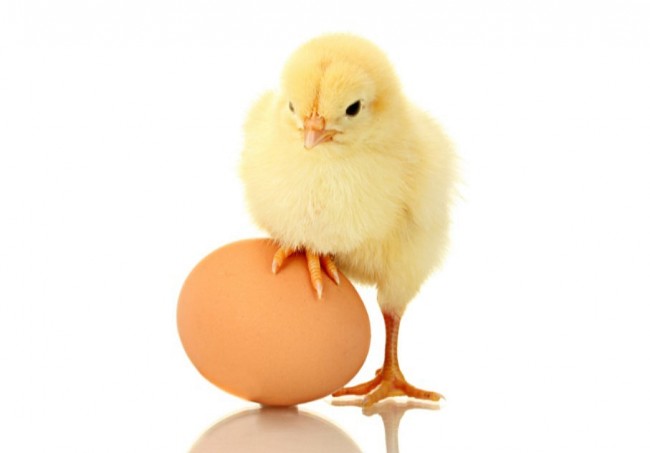 Answered at Last! Which Came First, the Chicken or the Egg?