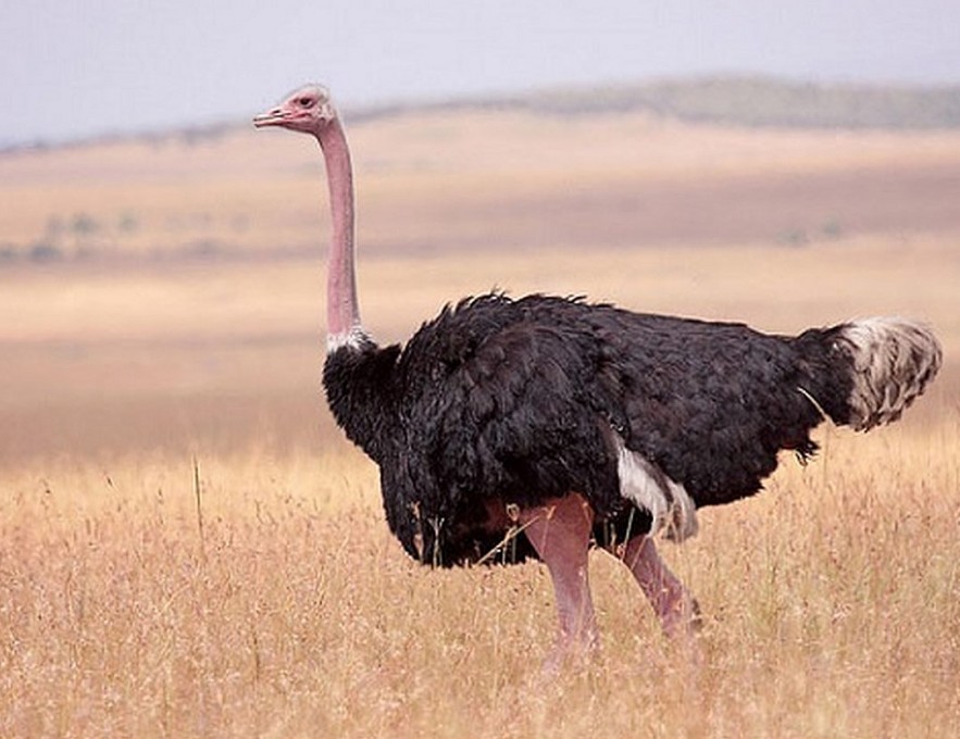 Ostrich