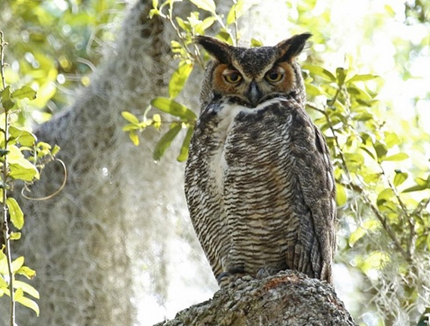 Big Horned Owl