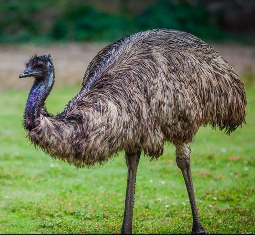 Emu