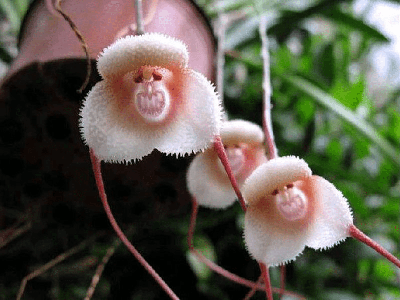 Monkey Orchid (Dracula simia)