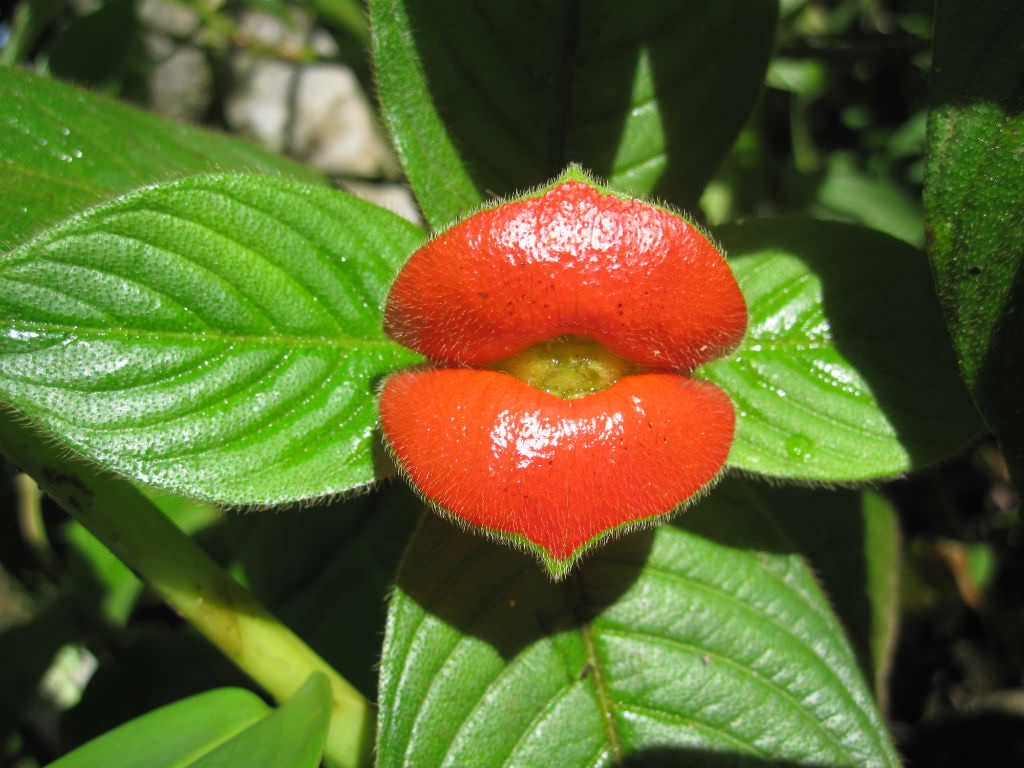 Hooker’s Lips (Psychotria elata)