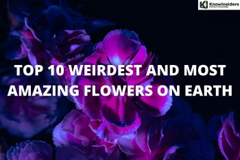 Top 10 Weirdest And Most Amazing Flowers On Earth