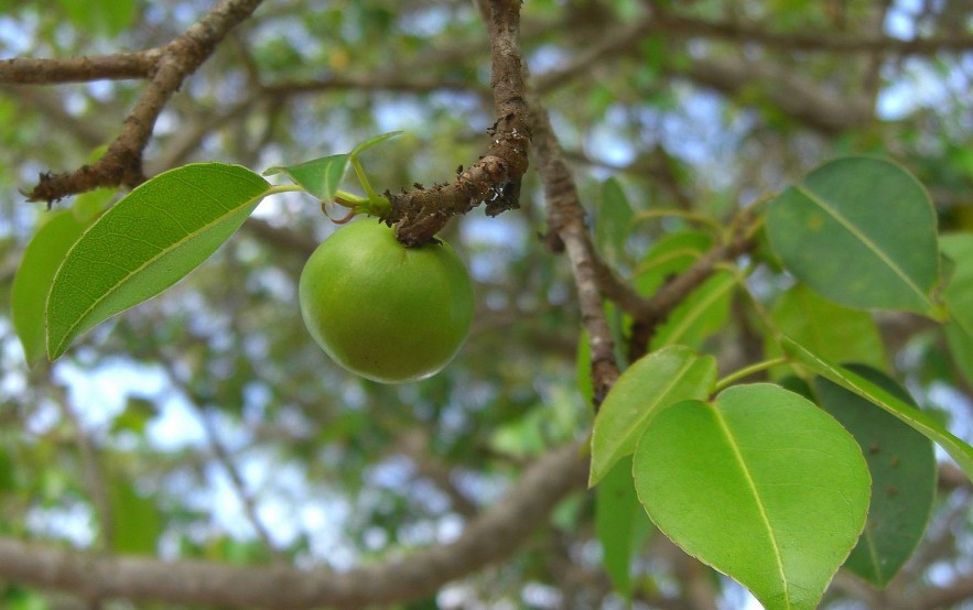 Top 15 Most Poisonous Fruits In The World