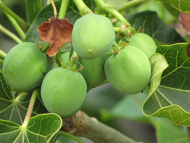 Top 15 Most Poisonous Fruits In The World