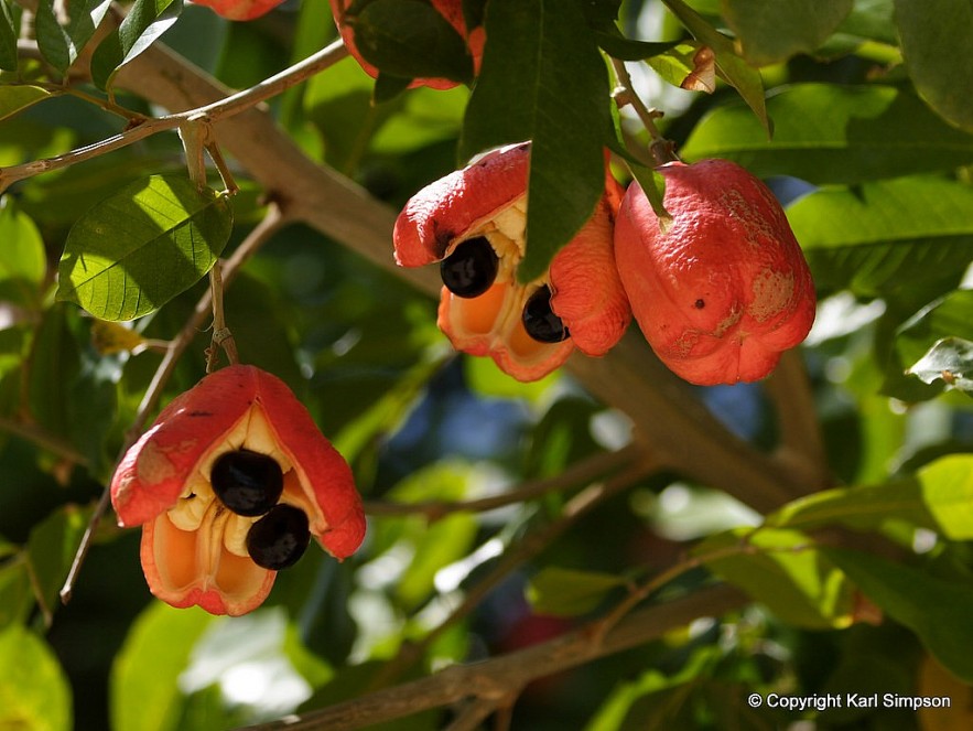 Top 13 Most Poisonous Fruits In The World