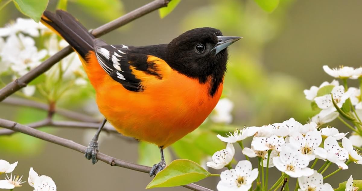 Baltimore Oriole