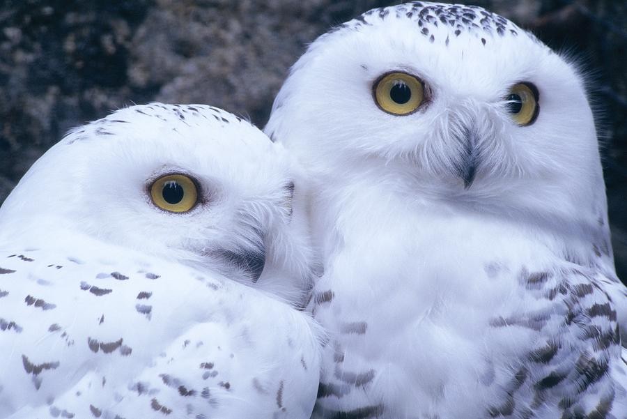 Snowy Owl 