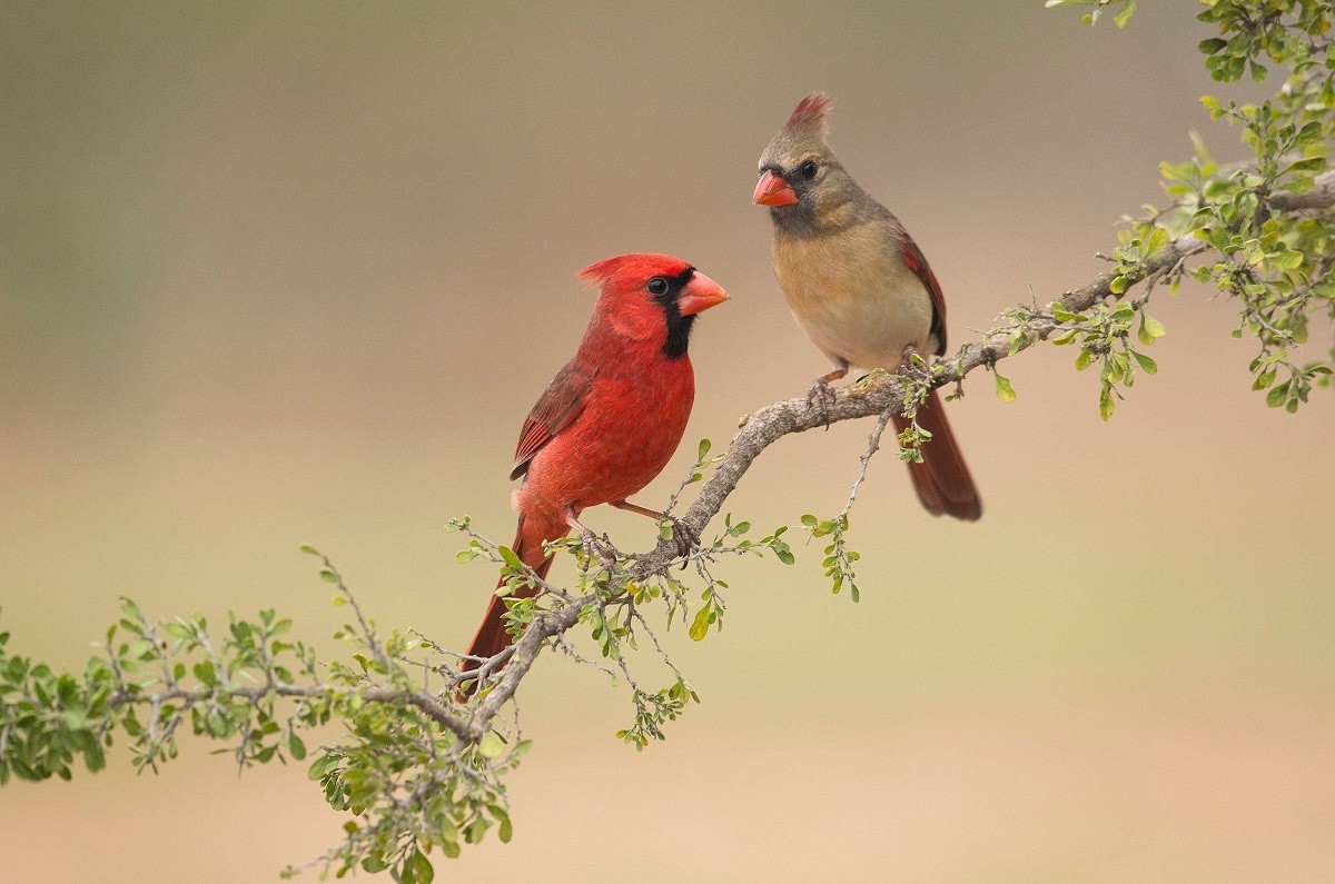 Northern Cardinal 