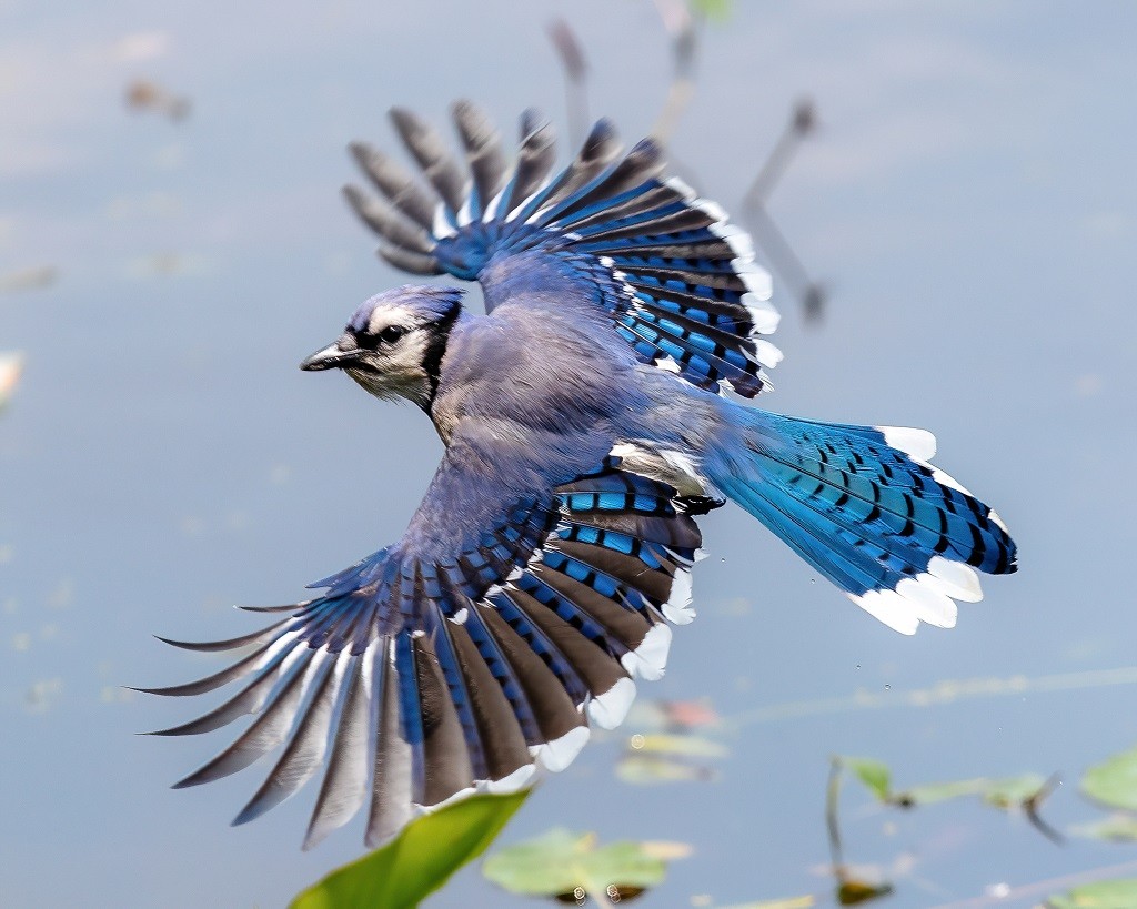 Blue Jay