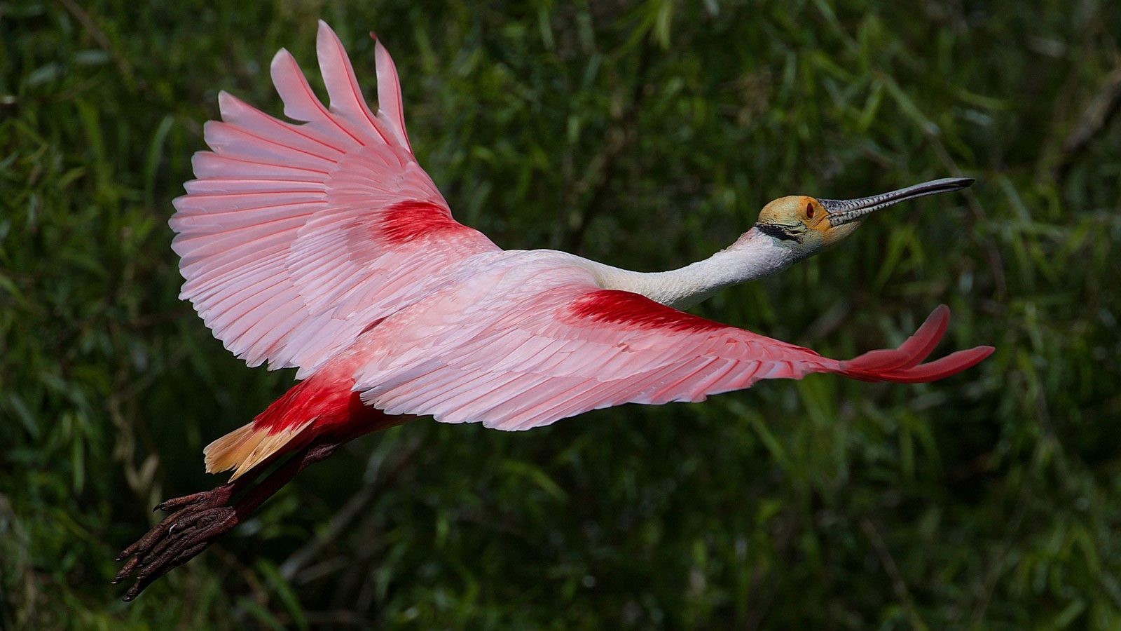 Roseate Spoonbill