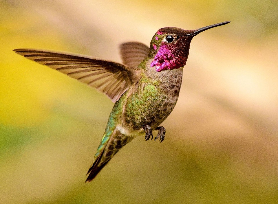 Anna's Hummingbird