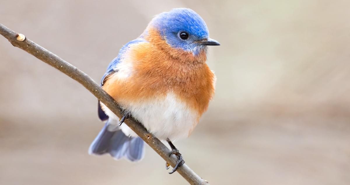 Eastern Bluebird