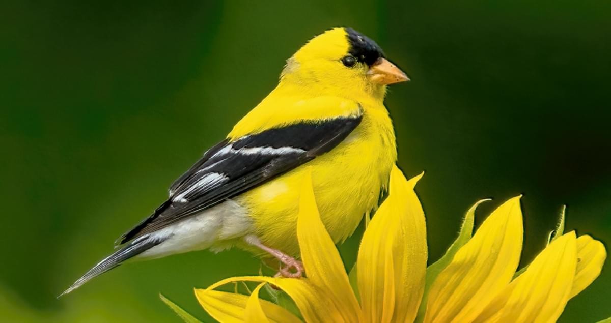 American Goldfinch