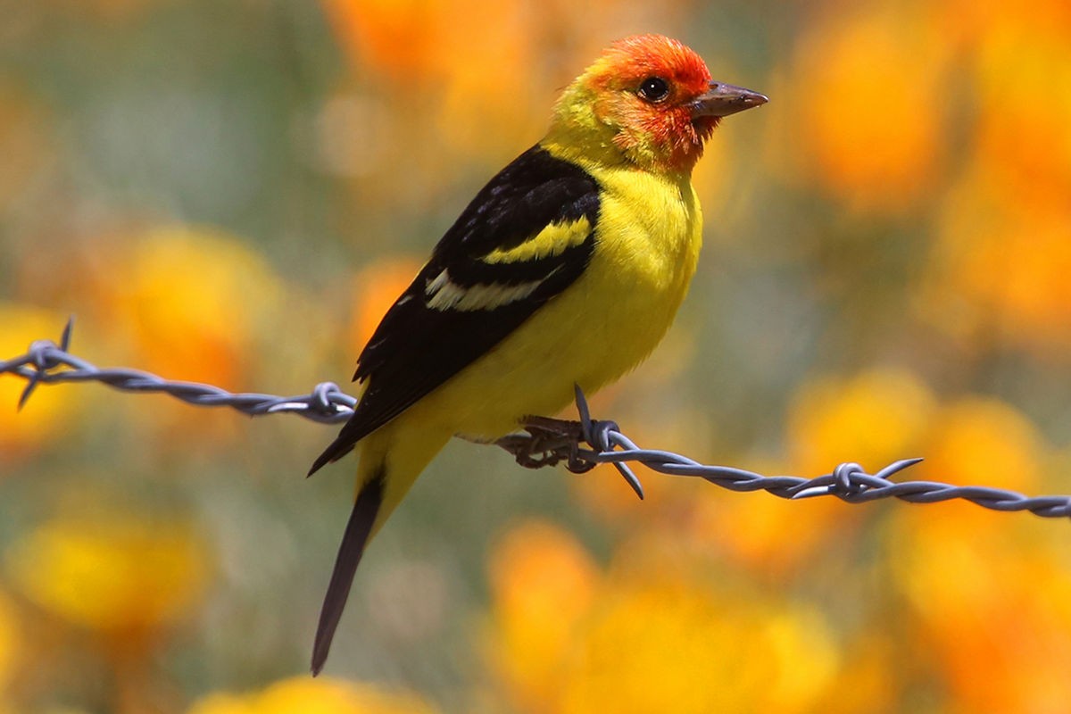 Western Tanager