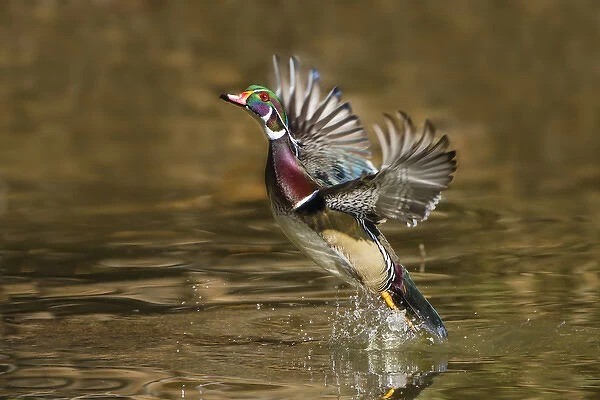 Wood Duck 