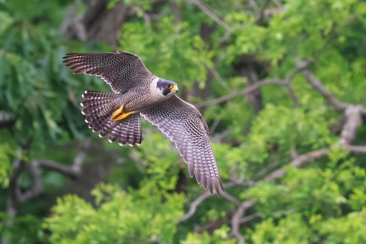 Peregrine Falcon