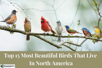 Top 15 Most Beautiful Birds That Live In North America