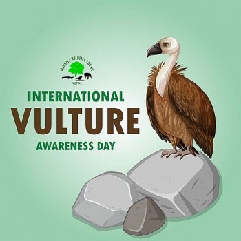 Vulture Awareness Day: Date, History, Meaning and Celebration