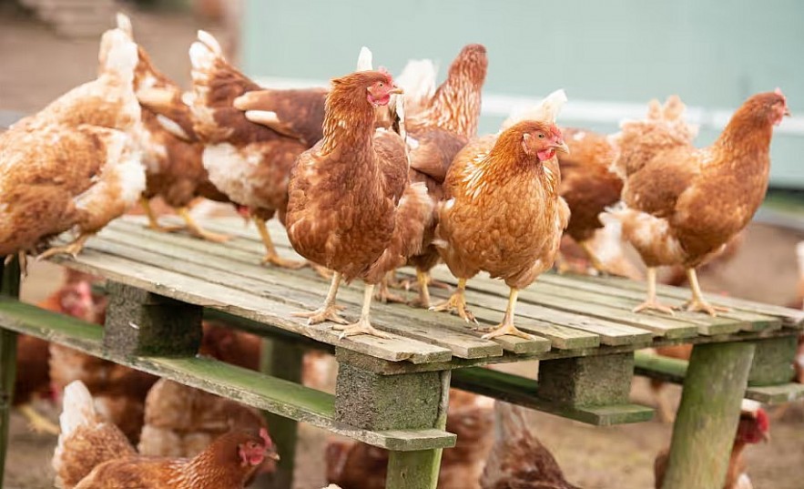 Canada has confirmed its first presumptive human case of H5 bird flu in a teenager