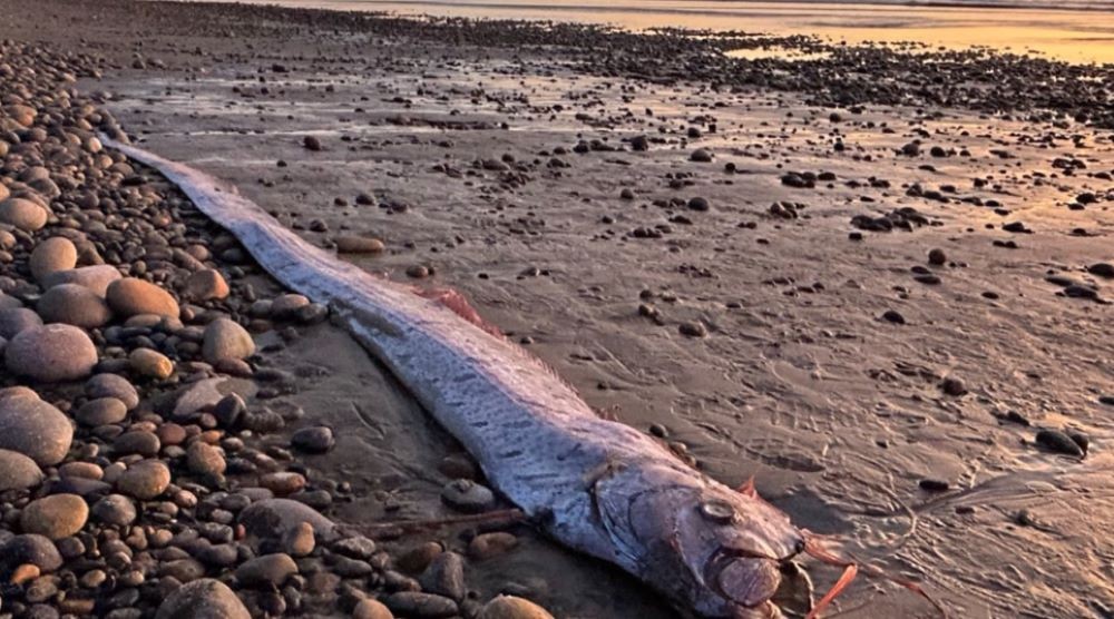 The mysterious “Doomsday Fish”: Oarfish sightings and Earthquake myths in California