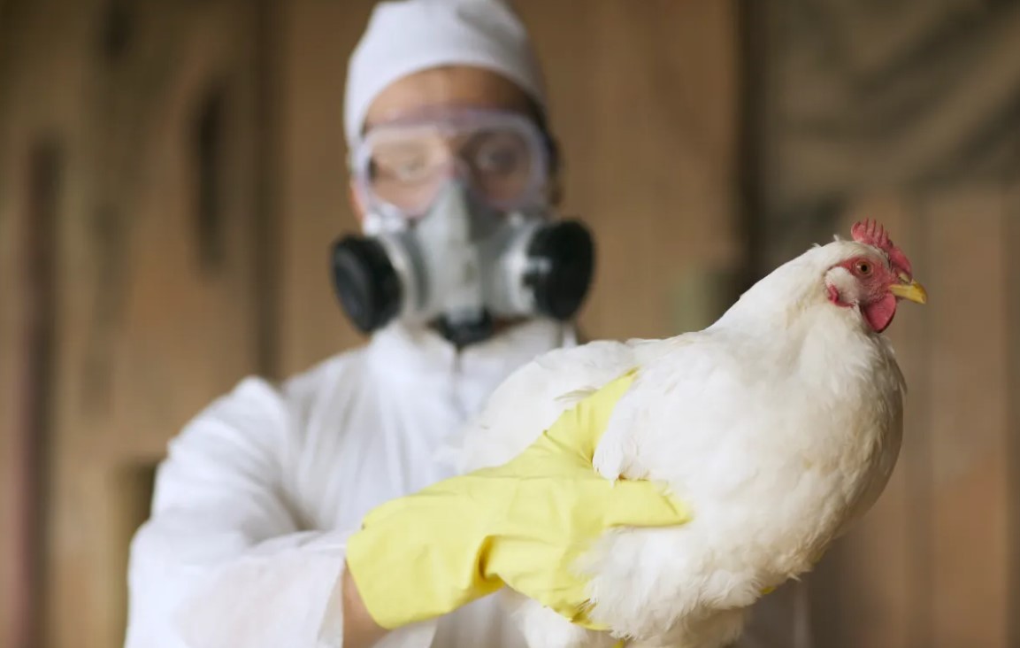 California Declares State Of Emergency Amid Escalating Bird Flu ...