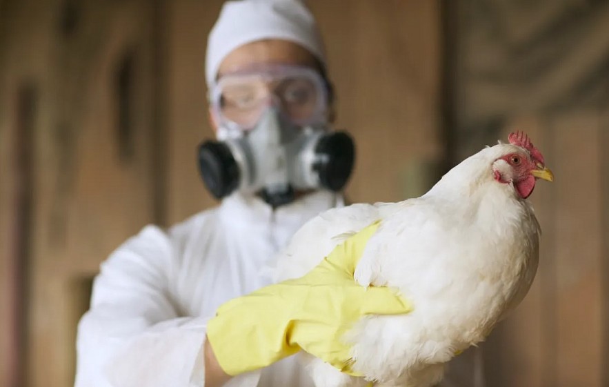 U.S. confirms 1st severe bird flu case, California declares state of emergency