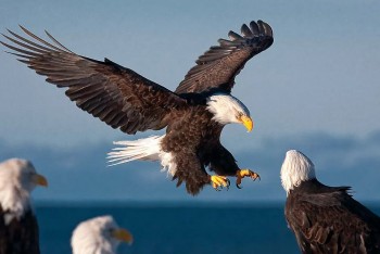 What is the Bald Eagle, the Official National Bird of the United States?