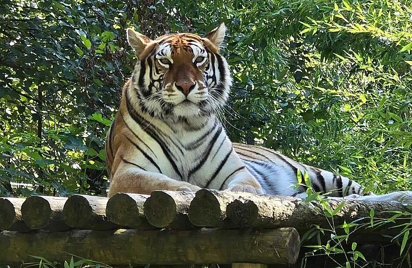 20 big cats die from bird flu at Washington sanctuary