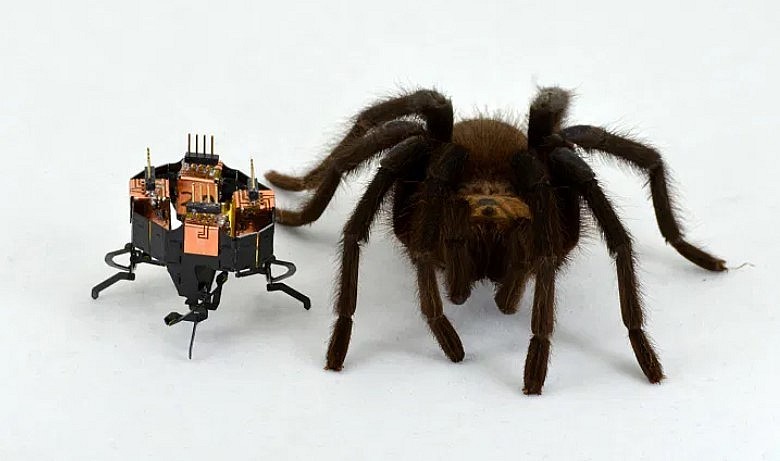 Engineers at CU Boulder designed mCLARI with inspiration from the animal world, including spiders