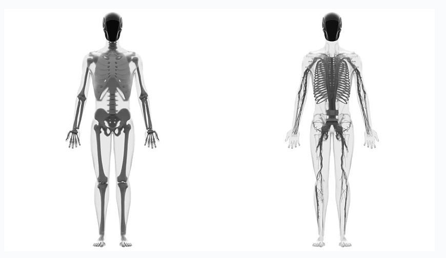 Humanoid skeletal and vascular system