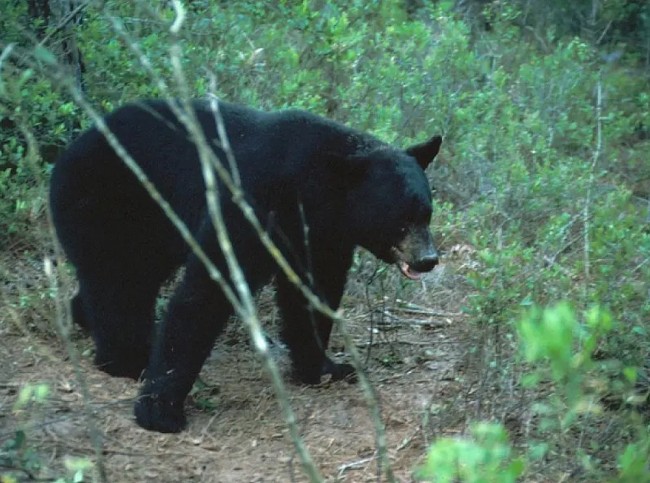 black bear kills elderly man and dog near south florida nature preserve