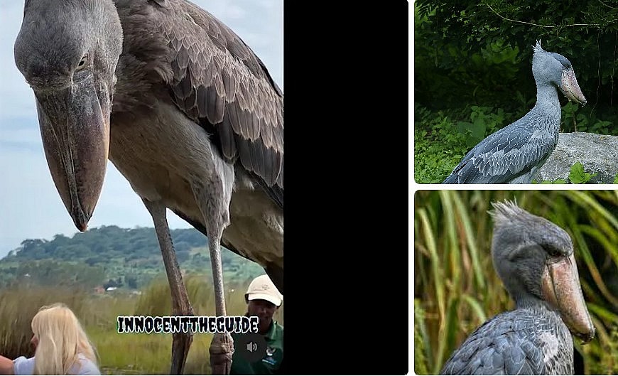 Viral Footage Captures a “Dinosaur‑Like” Bird