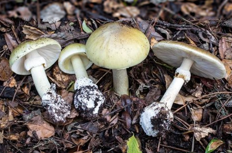 What Is Driving Mushroom Foragers Back Into the Woods After California’s Deadly Poisoning Outbreak What Is Driving Mushroom Foragers Back Into the Woods After California’s Deadly Poisoning Outbreak
