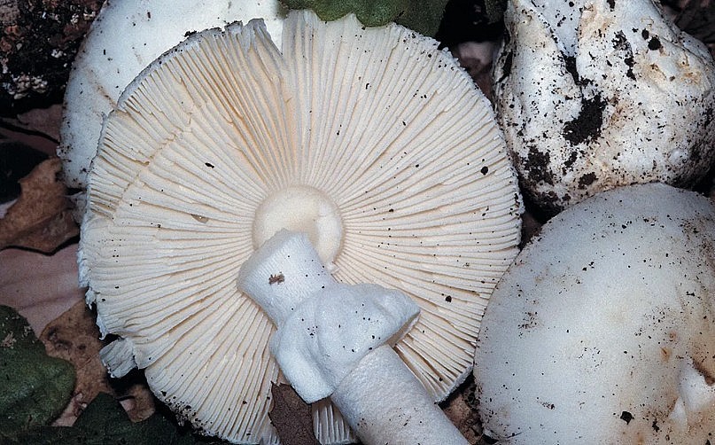 California health officials issue urgent warning to mushroom foragers after deadly poisoning outbreak California health officials issue urgent warning to mushroom foragers after deadly poisoning outbreak